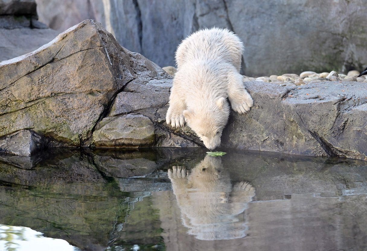 Tiergarten Schönbrunn darf ab 15. Mai 2020 öffnen