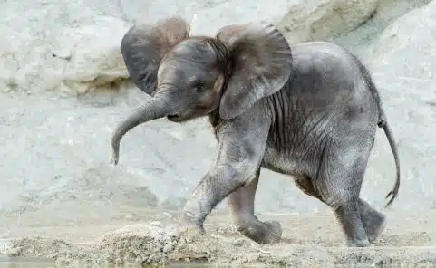 Elefant Kibali kam im Sommer 2019 im Tiergarten Schönbrunn zur Welt