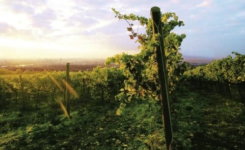 Das Weingut Wien Cobenzl zählt zu den bedeutendsten Wiener Weinbaubetrieben und ist seit über 110 Jahren im Besitz der Stadt Wien