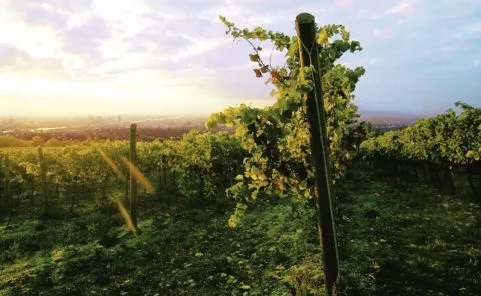 Das Weingut Wien Cobenzl zählt zu den bedeutendsten Wiener Weinbaubetrieben und ist seit über 110 Jahren im Besitz der Stadt Wien