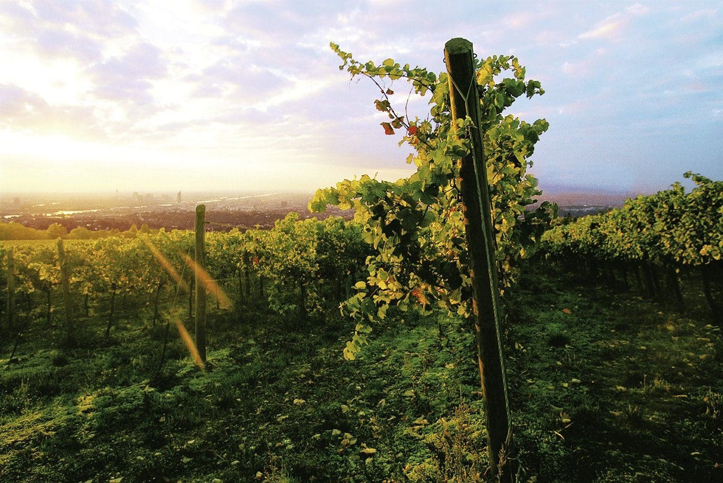 Das Weingut Wien Cobenzl zählt zu den bedeutendsten Wiener Weinbaubetrieben und ist seit über 110 Jahren im Besitz der Stadt Wien