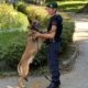 Hunde-Problemzonen werden von der Polizei gemeinsam mit der Stadt Wien zwei Wochen stärker kontrolliert