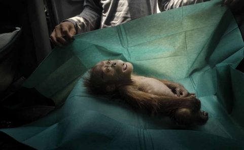 Die Leiche eines einmonatigen Orang-Utans liegt auf dem OP-Abdecktuch eines Rettungsteams in der Nähe der Stadt Subulussalam auf Sumatra in Indonesien