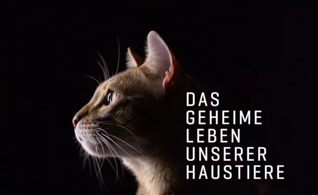 Logo zu "Das geheime Leben der Haustiere" auf VOX
