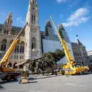 Mit Hilfe zweier Kräne wurde Christbaum am Rathausplatz aufgerichtet