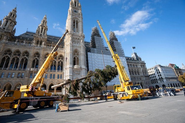 Mit Hilfe zweier Kräne wurde Christbaum am Rathausplatz aufgerichtet