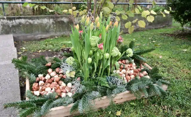 Tulpen und Tulpenzwiebel aus Holland