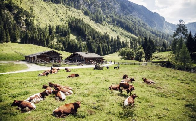 Lebendige Landwirtschaft im Naturschutzgebiet Hohe Tauern.