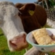 Kochen auf der Holdahüttn auf der Sommeralm in der Oststeiermark während Dreharbeiten zu Silvia kocht