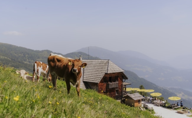 Weidekühe auf der Alexanderalm oberhalb von Millstatt am See in Kärnten