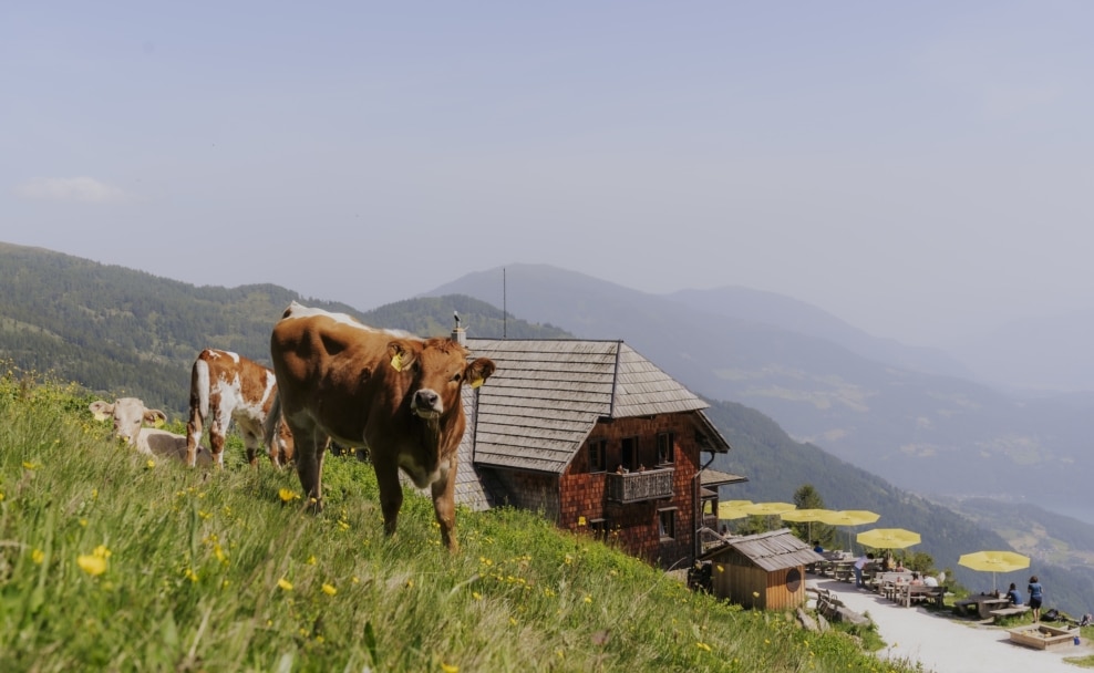 Weidekühe auf der Alexanderalm oberhalb von Millstatt am See in Kärnten