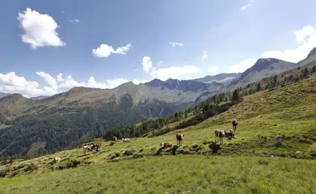 Kuhherde auf einer Alm im Großarltal im Salzburger Land