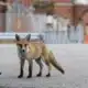 Rotfuchs in urbaner Umgebung als Beispiel für Wildtiere in Städten wie Wien