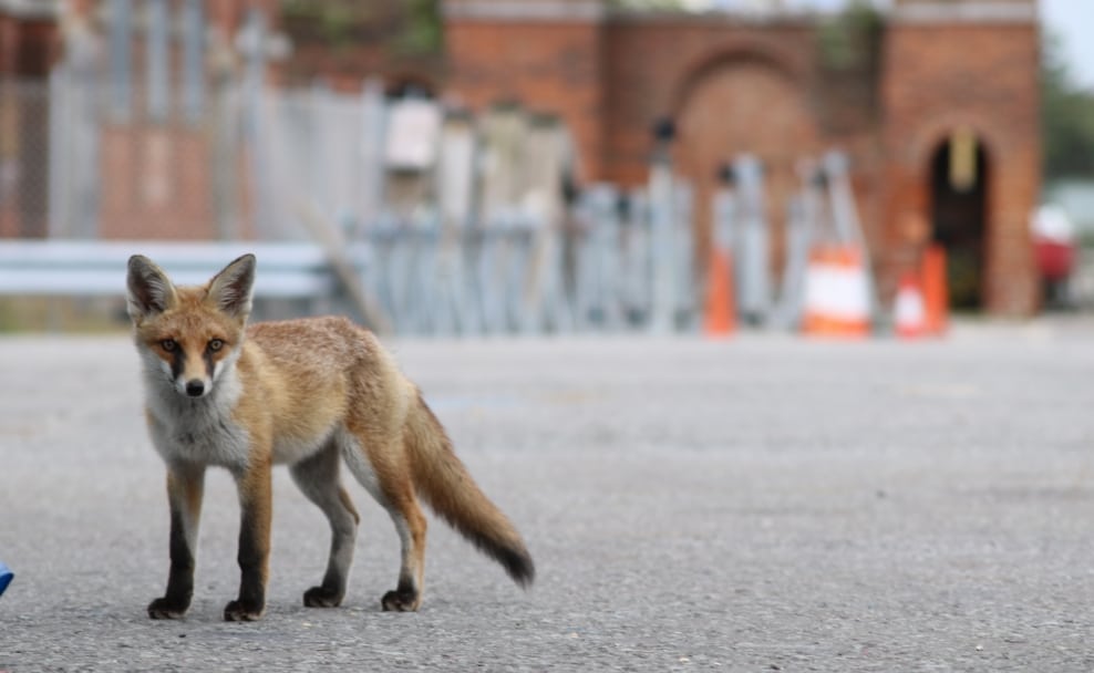 Rotfuchs in urbaner Umgebung als Beispiel für Wildtiere in Städten wie Wien