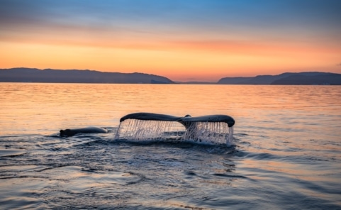 Buckelwal taucht bei Sonnenuntergang in ruhiges Meer ab.