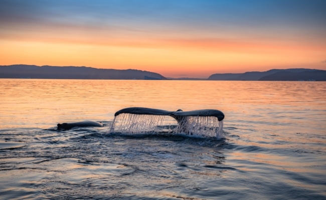 Buckelwal taucht bei Sonnenuntergang in ruhiges Meer ab.