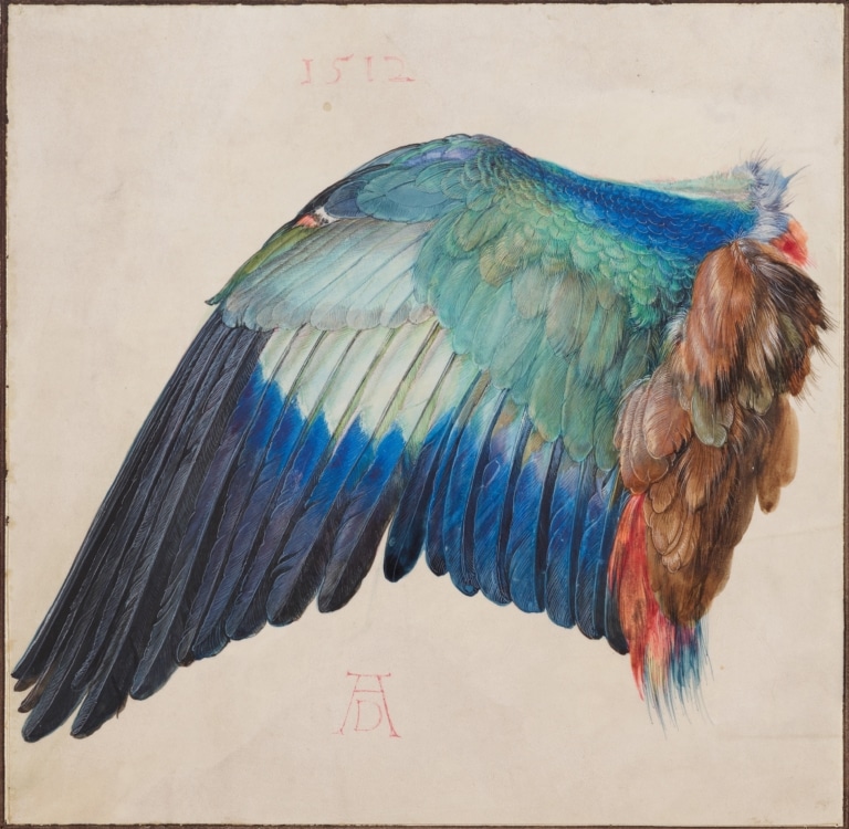 Albrecht Dürer Der Flügel einer Blauracke Albertina Wien