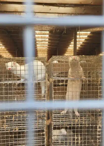 Weiße Nerze stehen in Drahtgitterkäfigen auf der letzten Pelzfarm Islands.