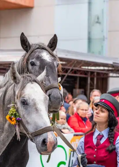 Zwei junge, mit Blumen geschmückte Lipizzaner neben einer Betreuerin beim festlichen Almabtrieb.