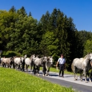 Eine lange Kolonne junger Lipizzaner wird beim Almabtrieb durch die grüne Landschaft der Weststeiermark geführt.