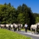 Eine lange Kolonne junger Lipizzaner wird beim Almabtrieb durch die grüne Landschaft der Weststeiermark geführt.