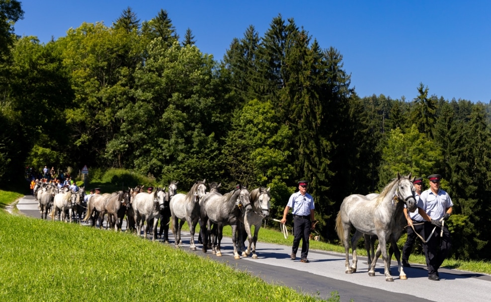 Eine lange Kolonne junger Lipizzaner wird beim Almabtrieb durch die grüne Landschaft der Weststeiermark geführt.