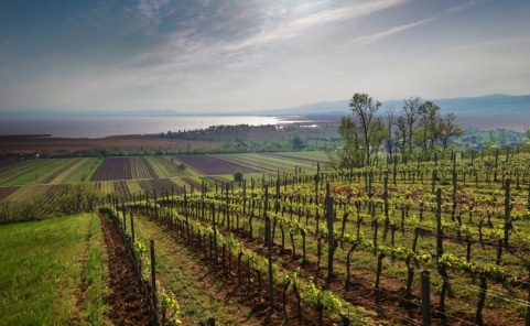 Weingärten bei Gols mit dem Neusiedlersee im Hintergrund.