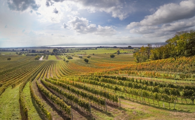 Weingärten der Ried Ungerberg in Gols mit Blick über das Weinbaugebiet Neusiedlersee.