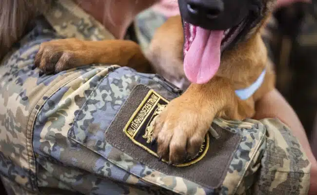 Belgischer Schäferhund-Welpe bei der Welpentaufe des Bundesheeres