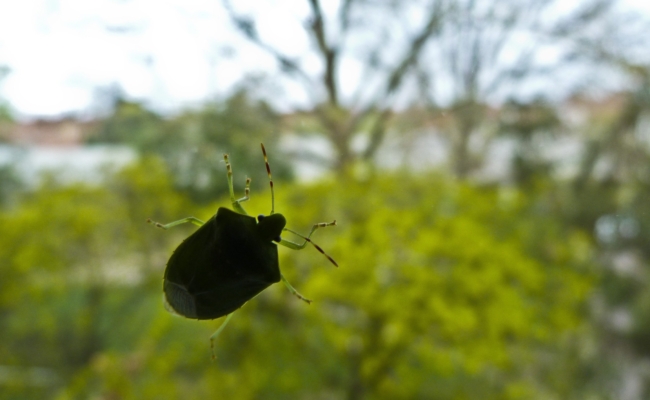 Dunkle Wanze auf einer Fensterscheibe vor unscharfen Bäumen und Häusern.