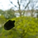 Dunkle Wanze auf einer Fensterscheibe vor unscharfen Bäumen und Häusern.